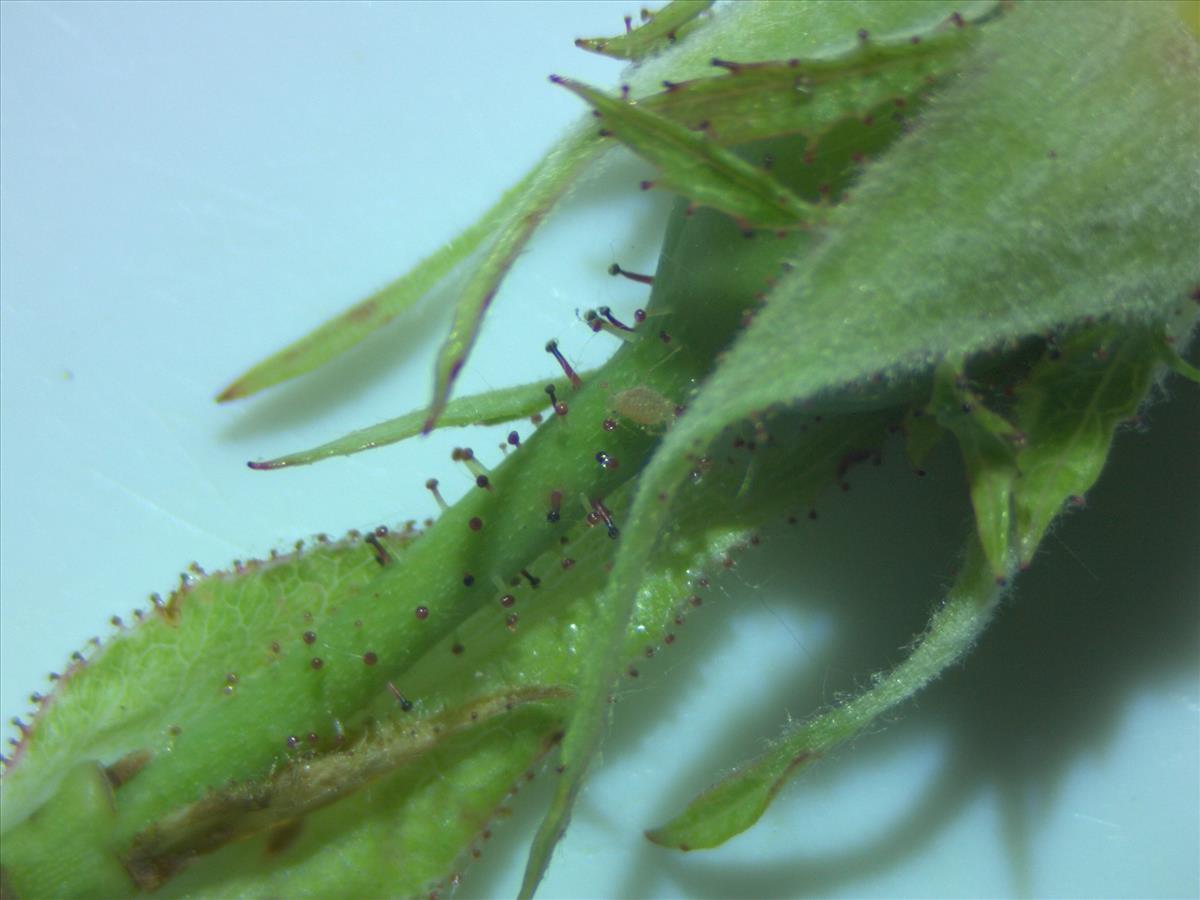 Rosa micrantha (door Jan Klinckenberg)